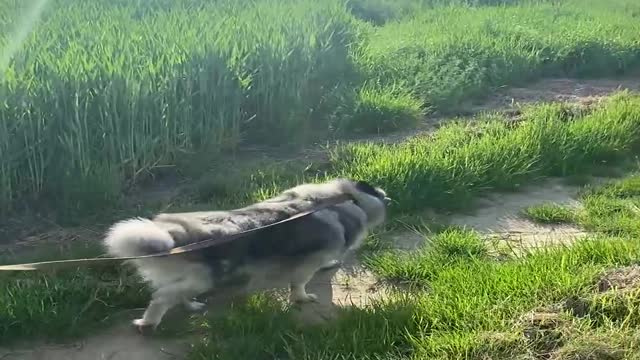 Farm Dog and Alpaca Are Two Peas in A Pod