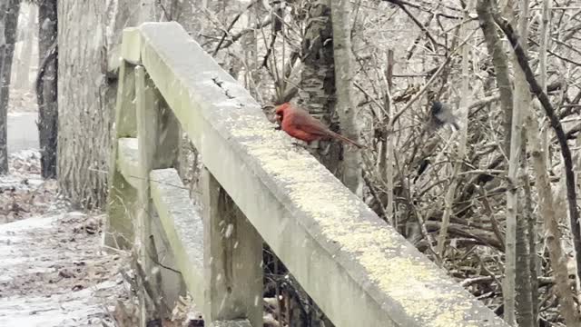 James Gardens Toronto birds