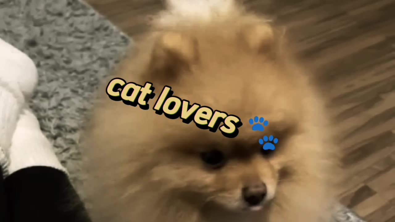 Cat and dog funny video cat lovers