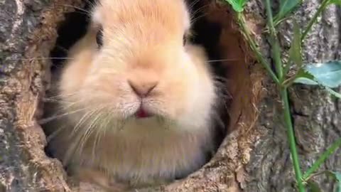 The little bunny is eating cherries.