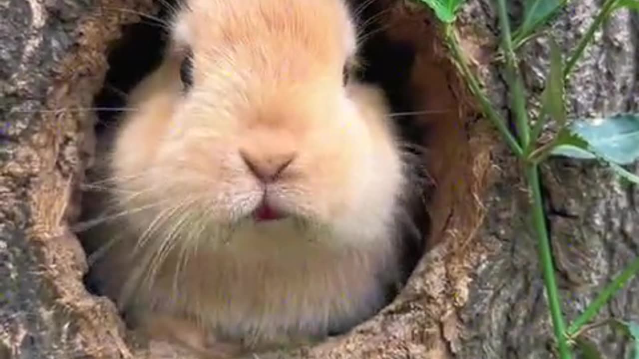 The little bunny is eating cherries.