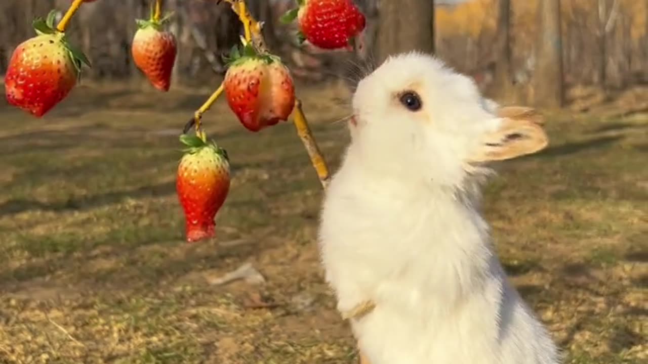 Rabbit baby