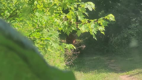 Deer when I went to Grill