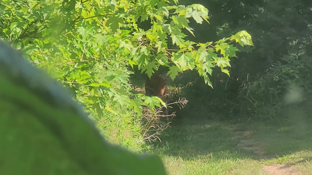Deer when I went to Grill