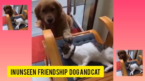 In Unseen Friendship Dog And Cat | Funny Cat And Dog