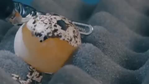 Microrobotics peels an egg, performs incisions, stitches it.