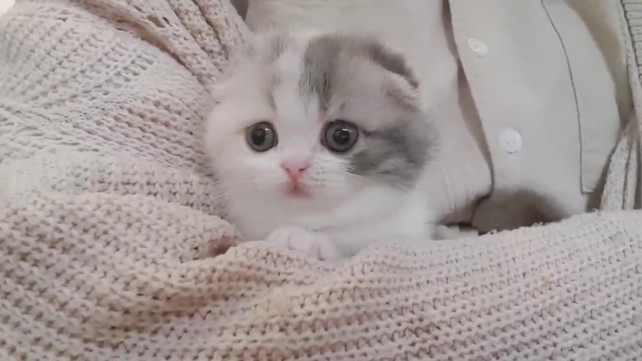 cute kitten videos short leg cat- KimsKennelUS