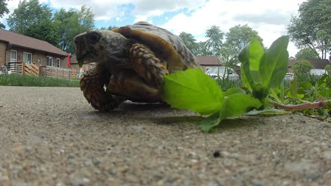 Tordy The Tortoise - Eating Weeds