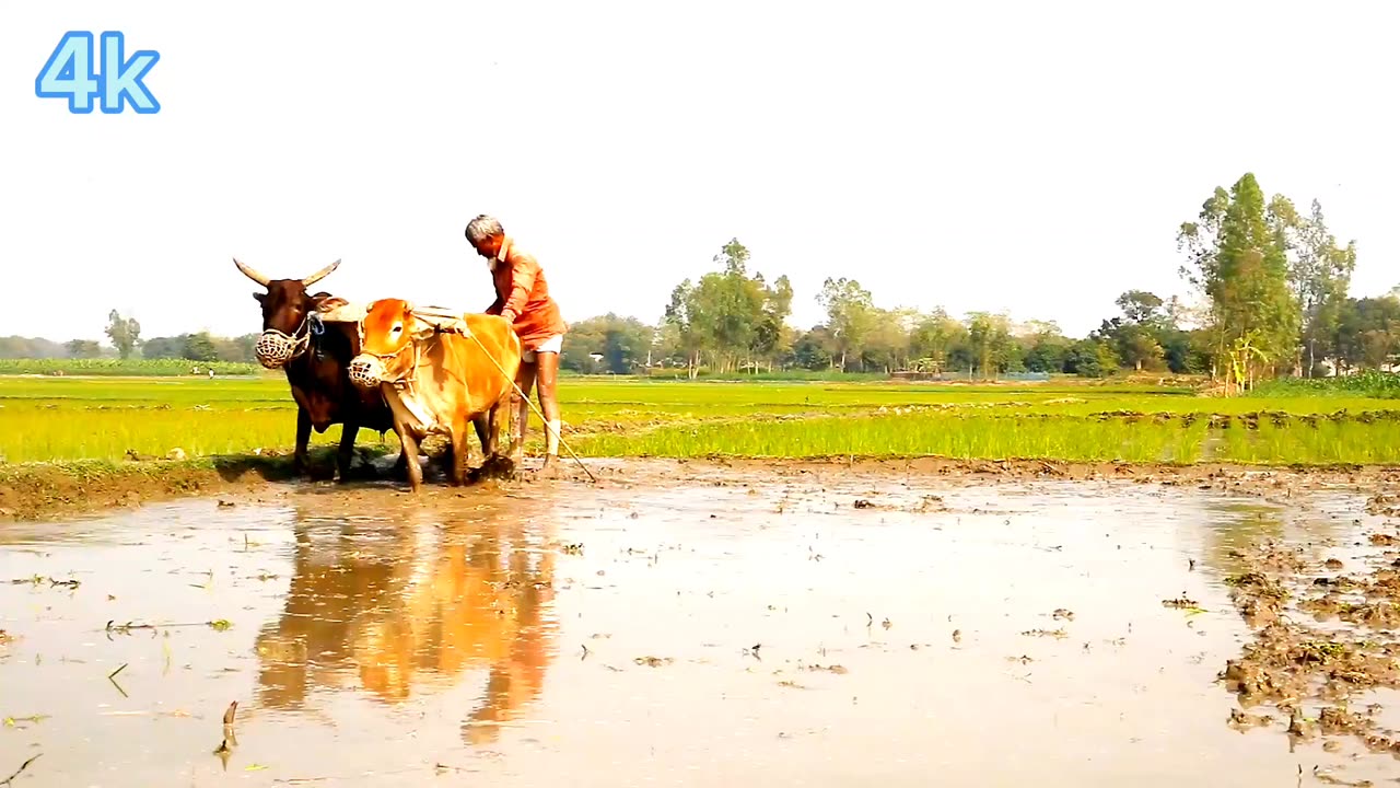 How beautiful is the nature of Bangladesh