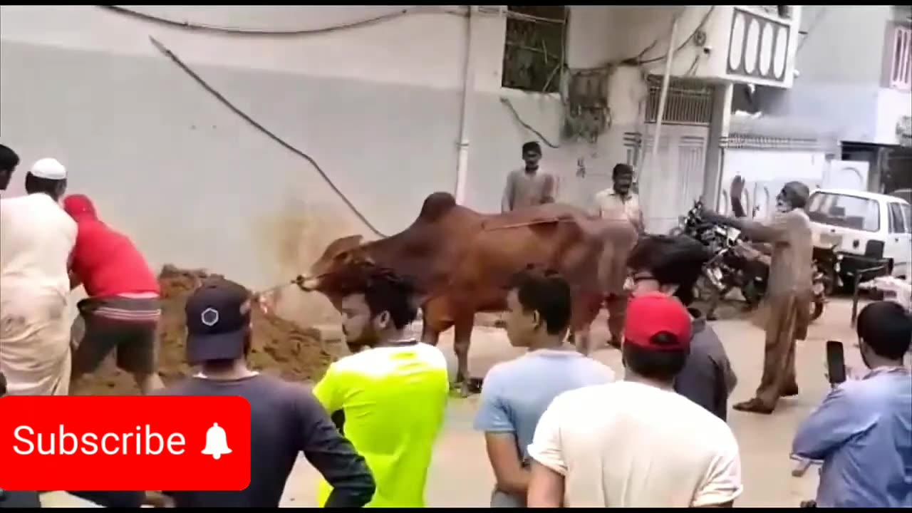 Funny video