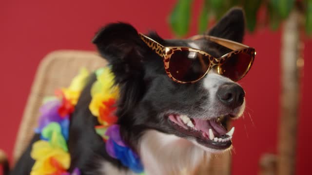 An interesting border collie wearing sunglasses