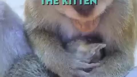 Monkeys love towards kitten ####