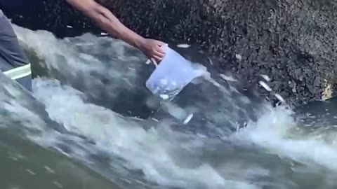 Man Catches Jumping Fish With a Pitcher