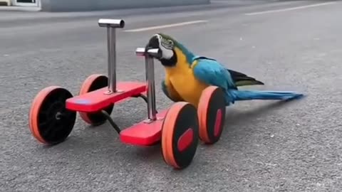 vídeos aleatórios assiste e seja bem vindo