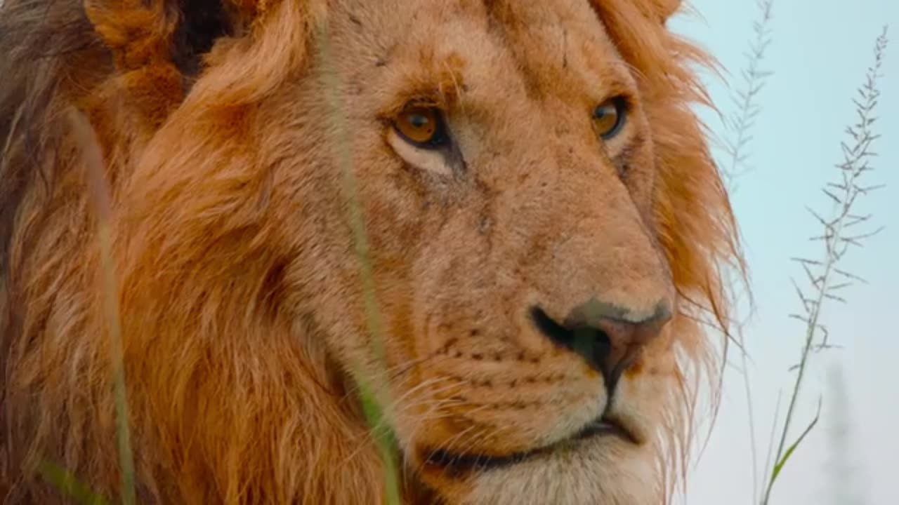 Nature’s Greatest Duo | The Lion Brothers’ Journey of a Lifetime