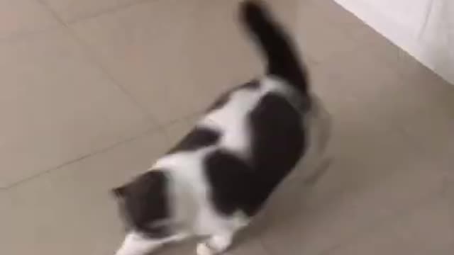 CAT ACADEMY ### KKKK