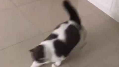 CAT ACADEMY ### KKKK