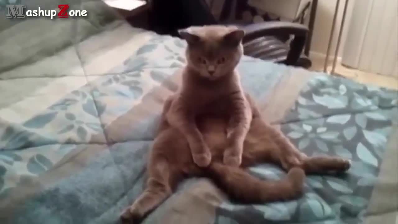 Funny Cute animals acting as humans