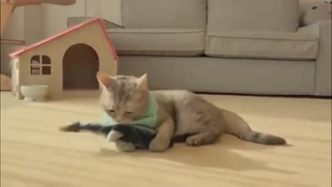Cat plays with a toy fish