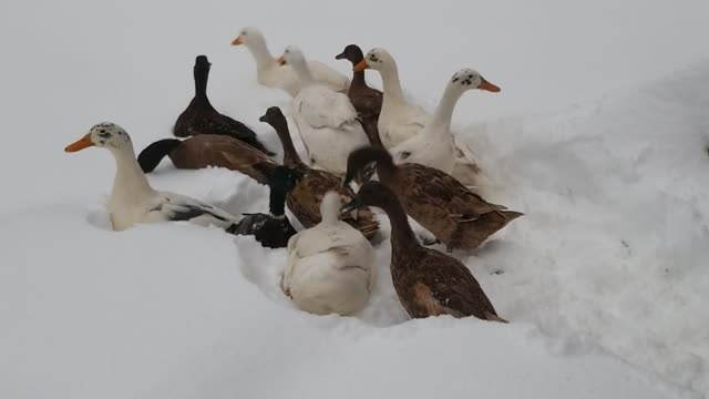 First Snow for Baby Ducks