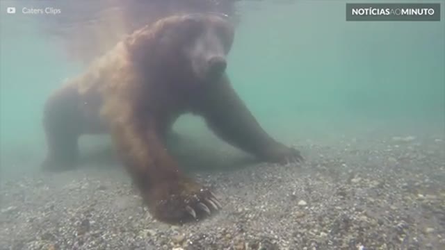 Urso captura salmão com as próprias patas