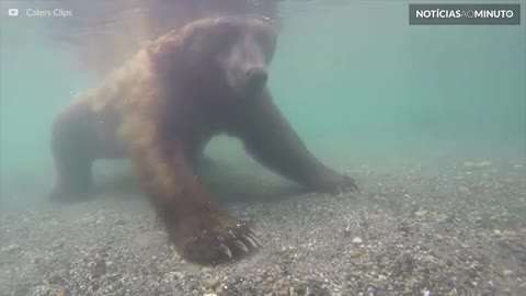 Urso captura salmão com as próprias patas