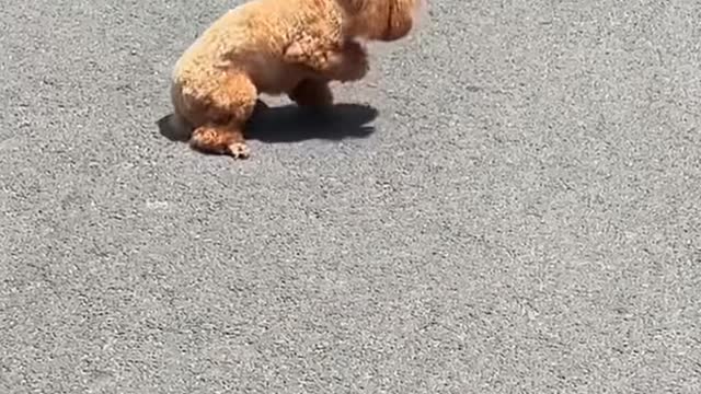 Funniest Videos 2022 😂 Funny Cats 🐱 and Dogs 🐶