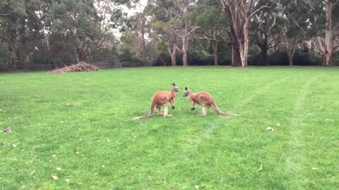 Boxing kangaroos Caught on camera bihend the scene fight: