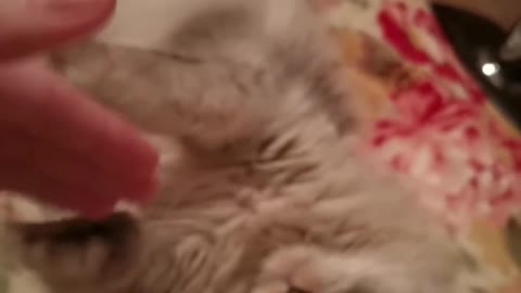 Furry creature