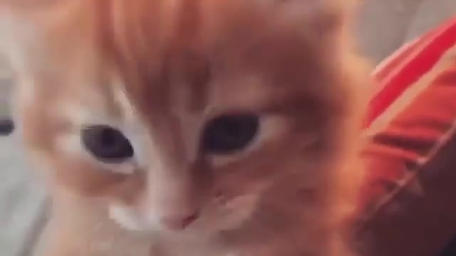 Cat talking rest