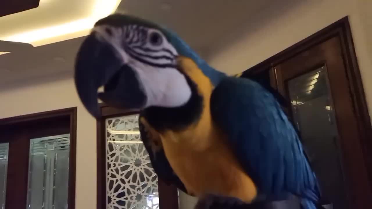 Blue and gold macaw