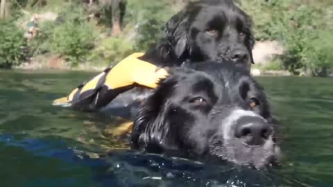 Dog teaching a dog how to swim | Dog swim trainer