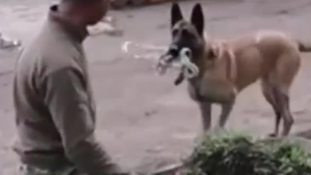 Another smart and helpful dog video.