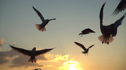 The Seagull and the Sunset