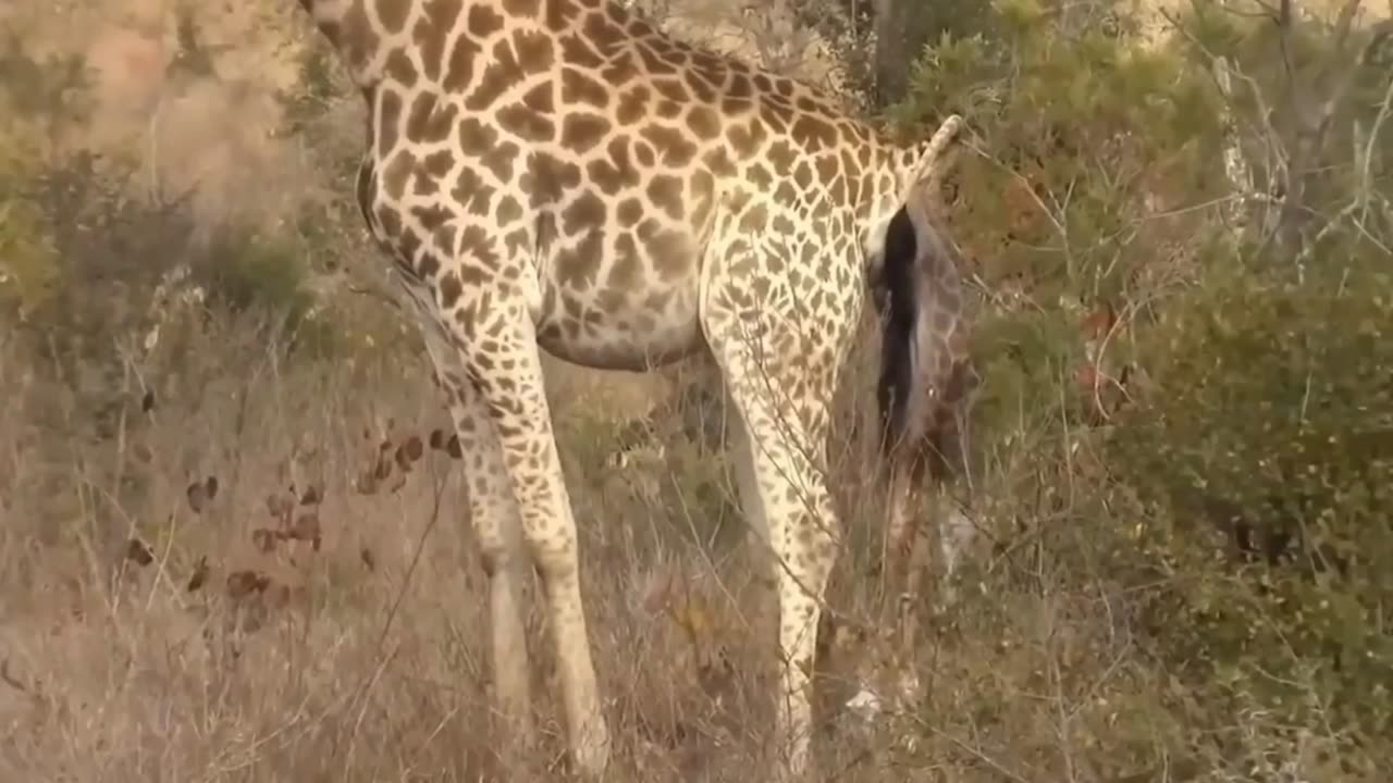 Unbelievable Sight: Dog-Like Lion's Chase and Surprising Bite on a Giraffe!