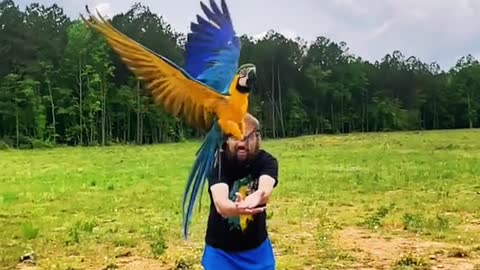 parrottok#macawsoftiktok