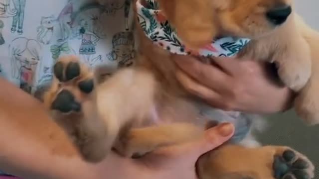 Grooming a Golden Retriever Puppy