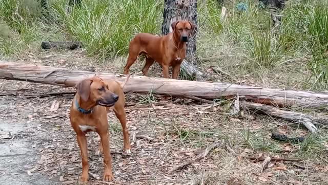 Rhodesian Ridgebacks Beautiful, Obedient, Athletic Dogs