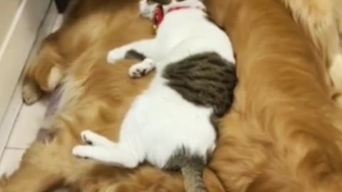 Super cool pup performs incredible backflip trick