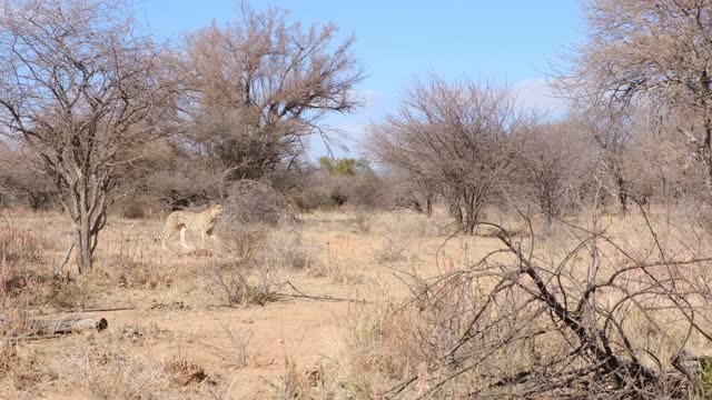 Wild cat, leopard