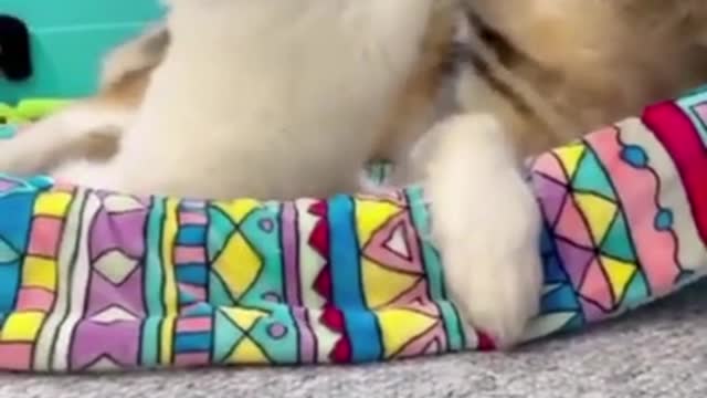 Happy together 🐶