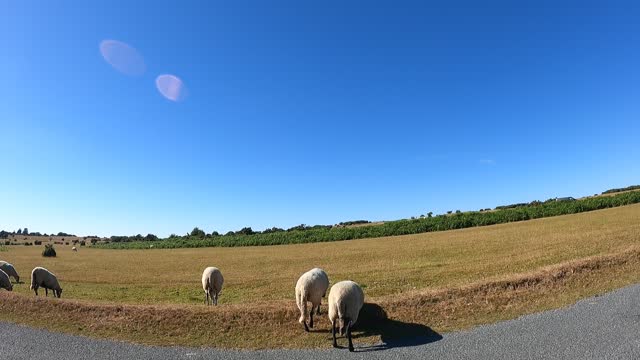 Driving . Tavistock golf course. DARTMOOR. GOPRO