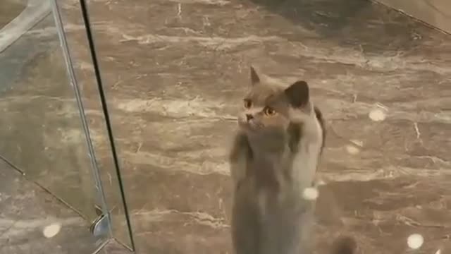 Funny cat video