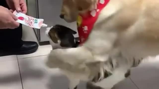 The dog deprives the cat of its role in food