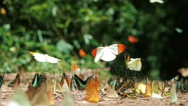 amazing color on butterfly