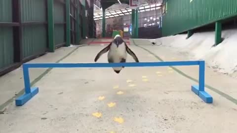Penguin Jumps Hurdle