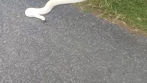 Snake Causes Scene on Street