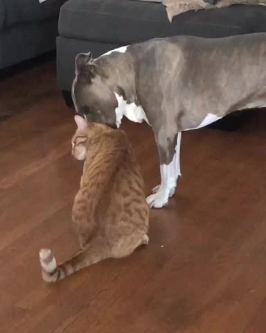 Pit Bull caught in the act being nice to cat