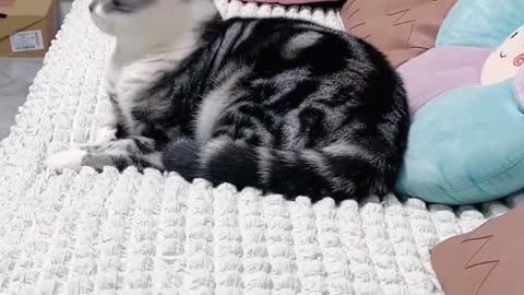 Funny cat video 😺😂🤣