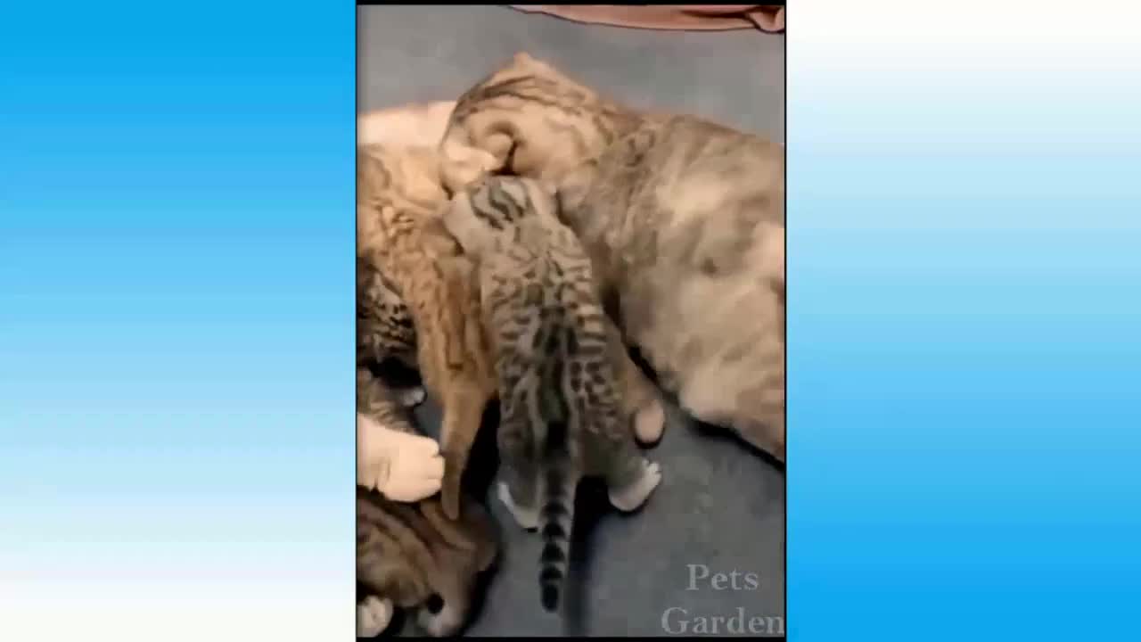 Cute, Pets,Funny, Animals Compilation687